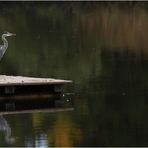 Der frühe Vogel..