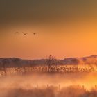 Der frühe Vogel......