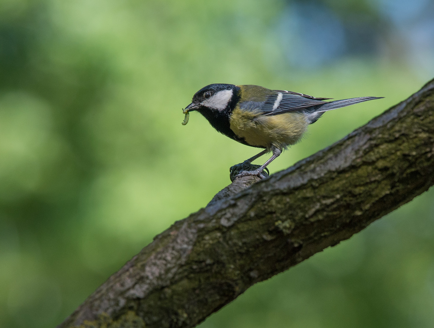 der frühe Vogel