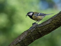 der frühe Vogel