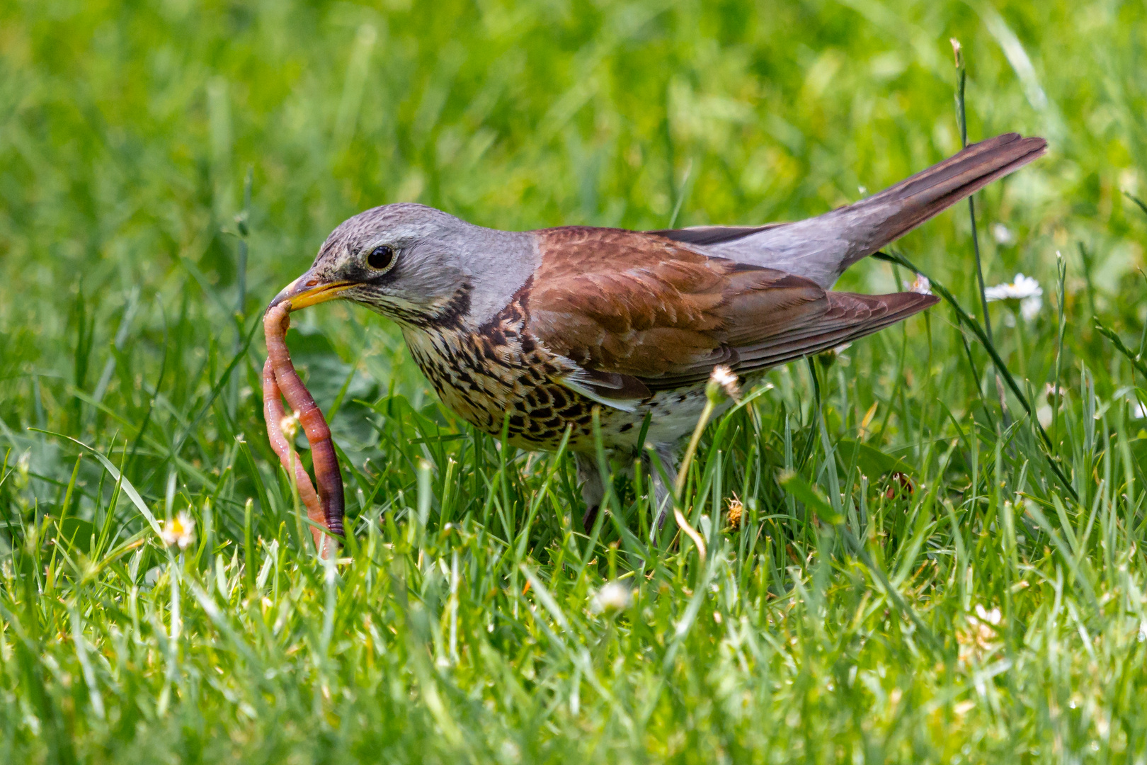 Der Frühe Vogel . . . . . . . . . !