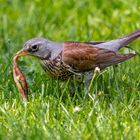 Der Frühe Vogel . . . . . . . . . !