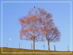 Der frühe Vogel ...