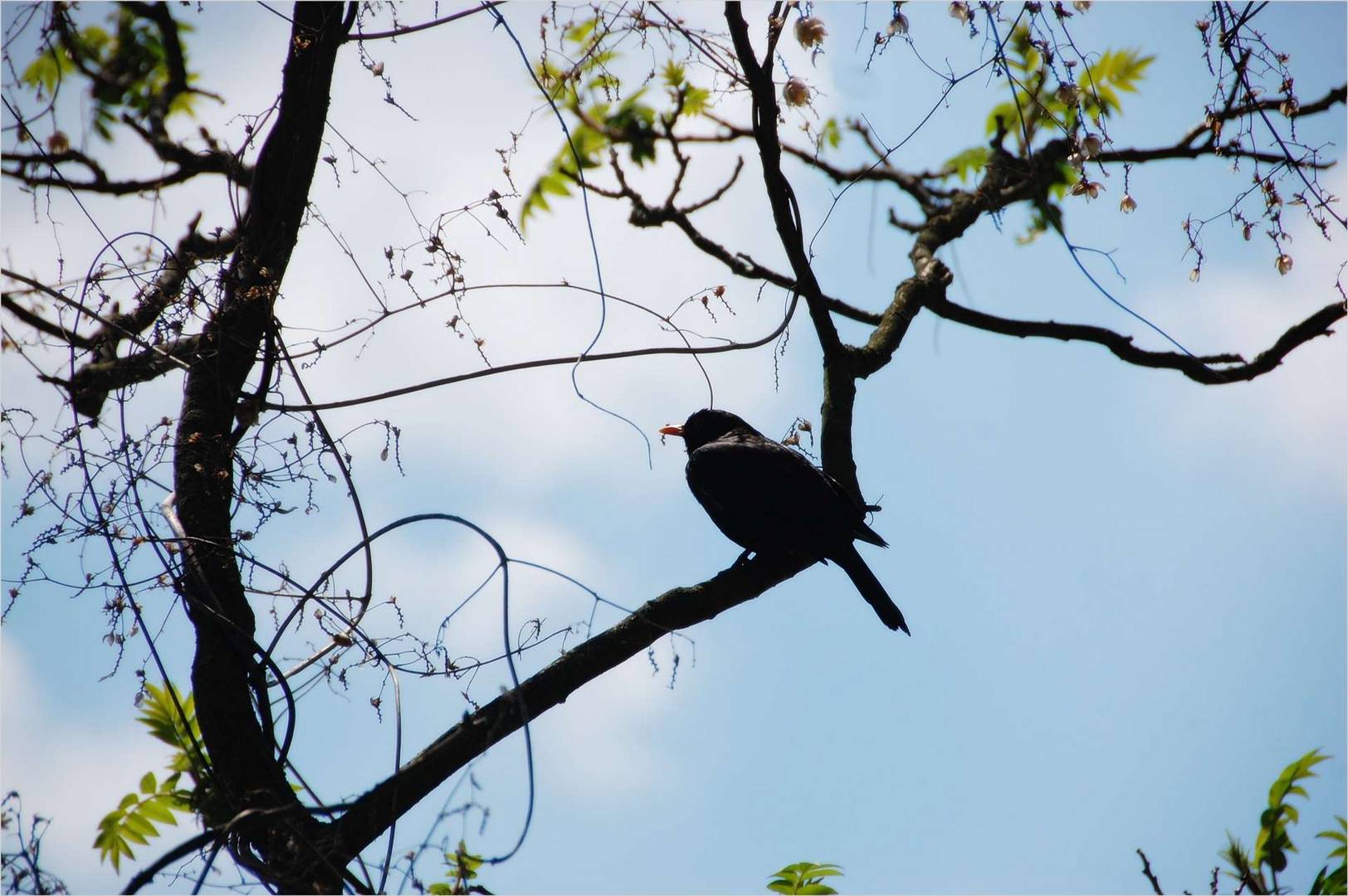 der frühe Vogel