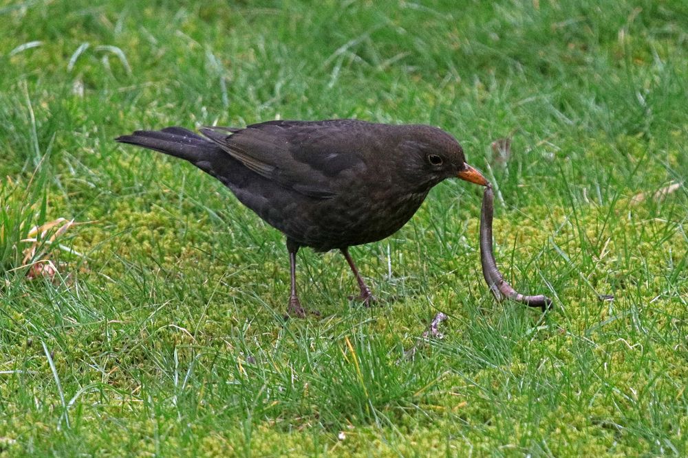 Der frühe Vogel...