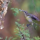 Der frühe Vogel baut das Nest