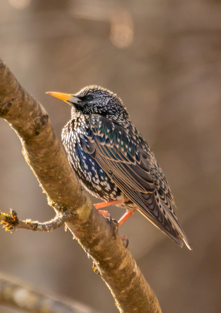 Der frühe Vogel...