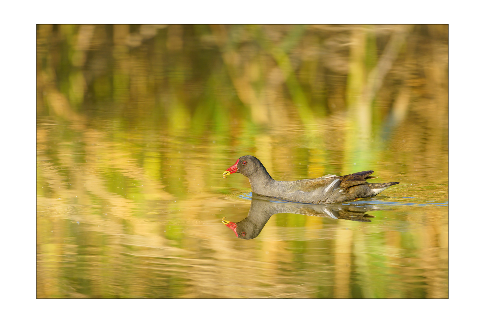 Der frühe Vogel.... !