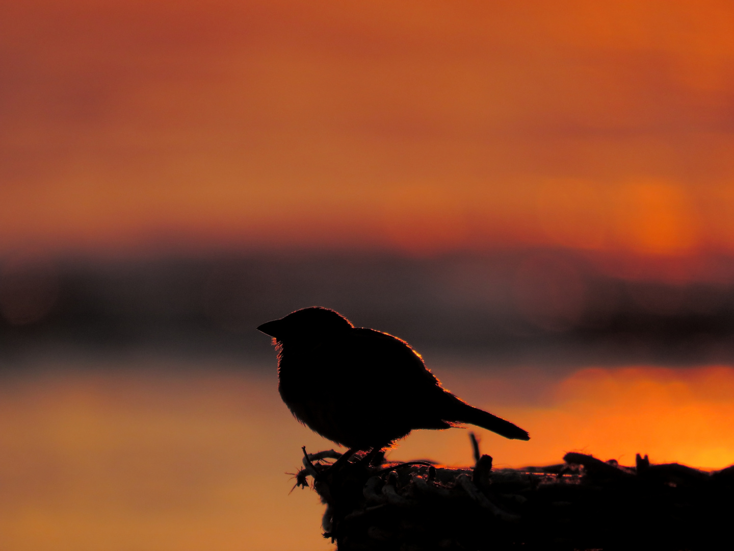 der frühe Vogel