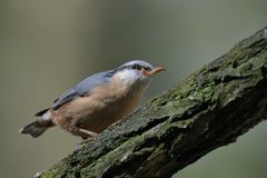 der frühe Vogel