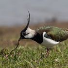 Der Frühe Vogel...