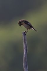 Der frühe Vogel...