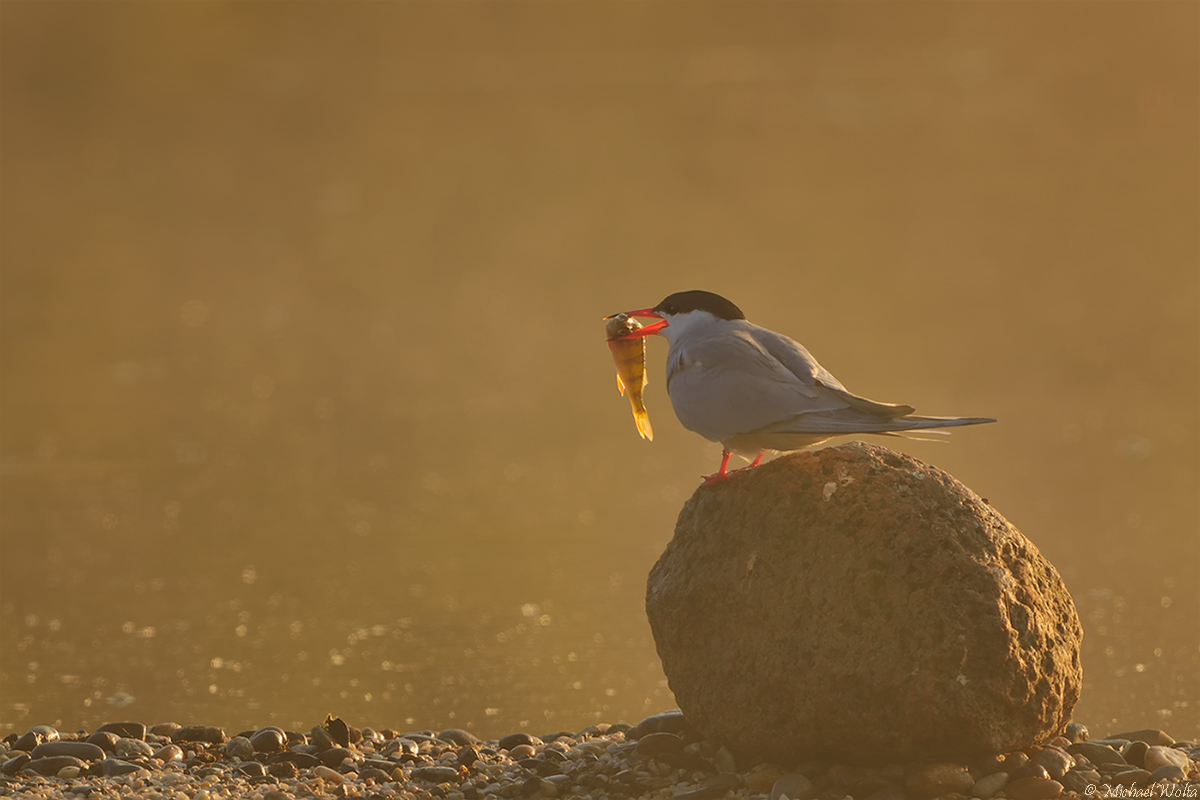 Der frühe Vogel