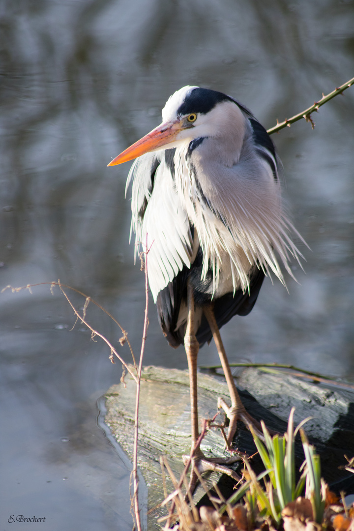 Der frühe Vogel