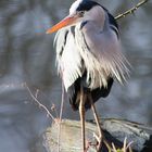 Der frühe Vogel