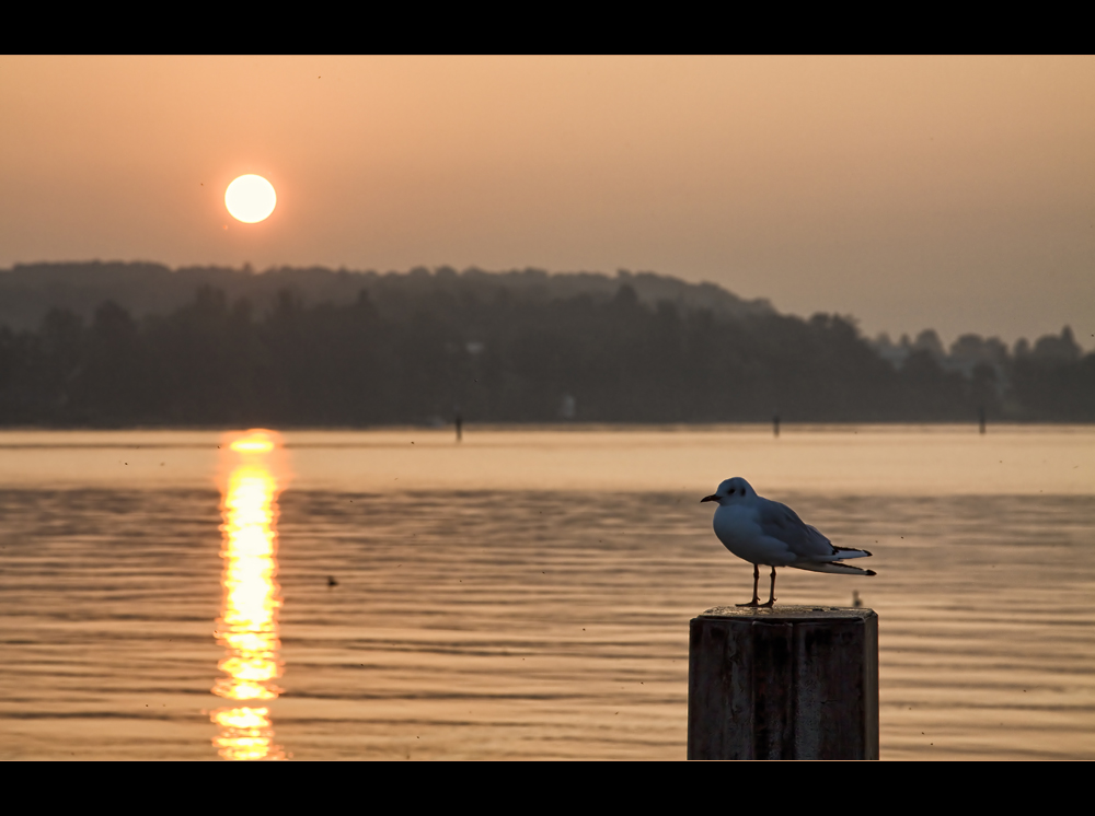 Der frühe Vogel