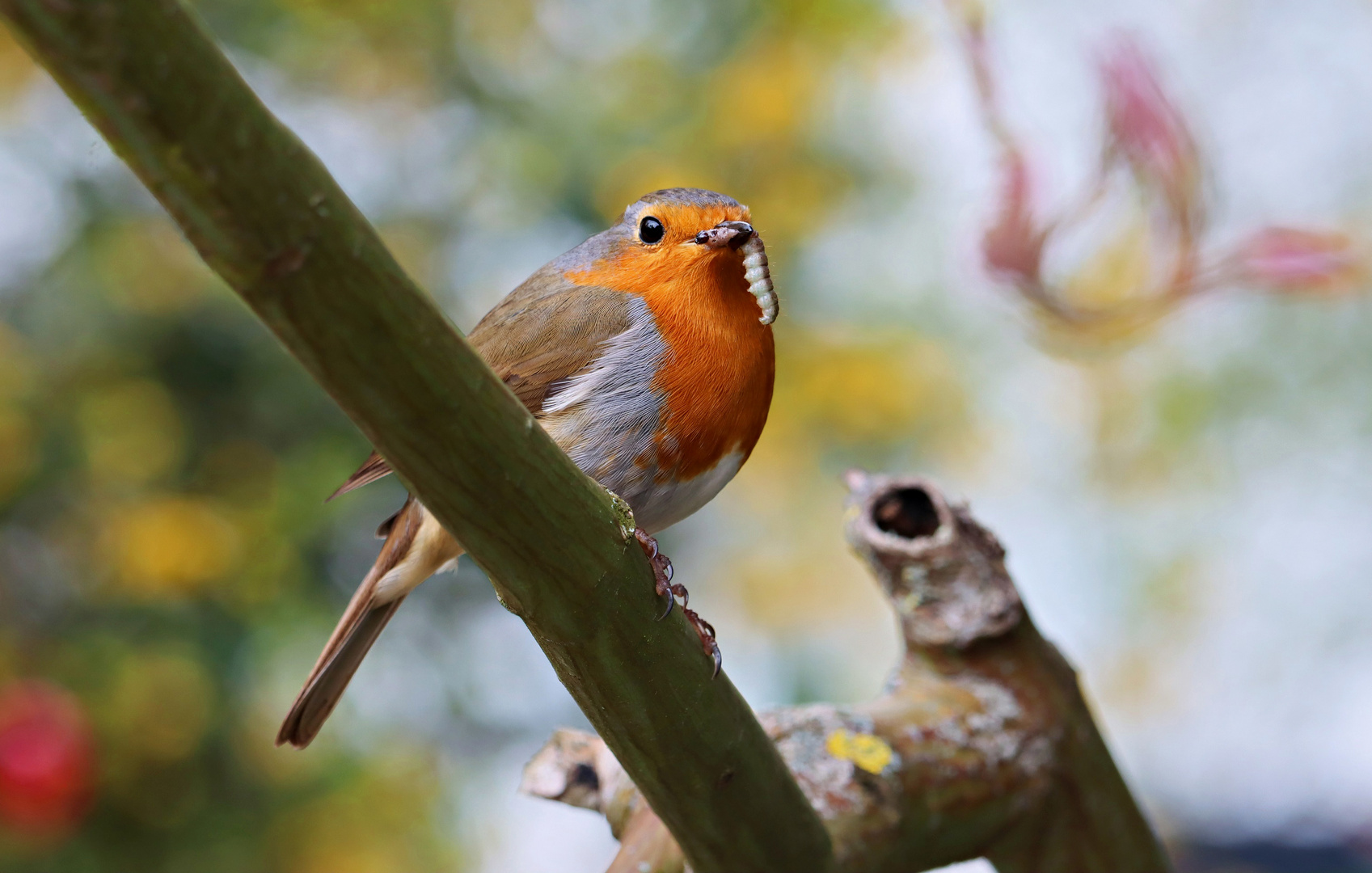 Der frühe Vogel ....