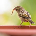 Der frühe Vogel......