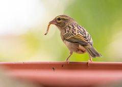 Der frühe Vogel......