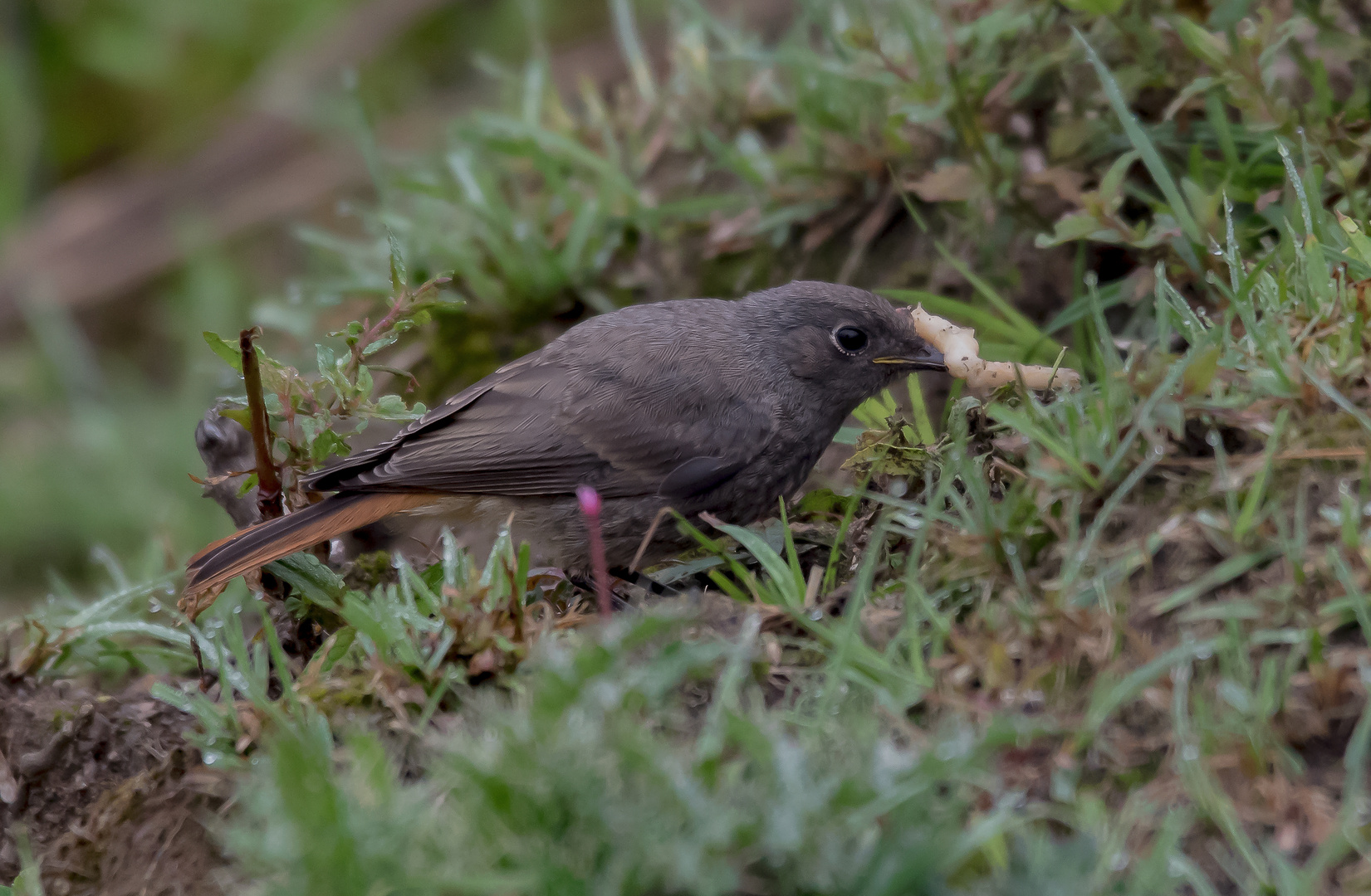 der frühe Vogel ...