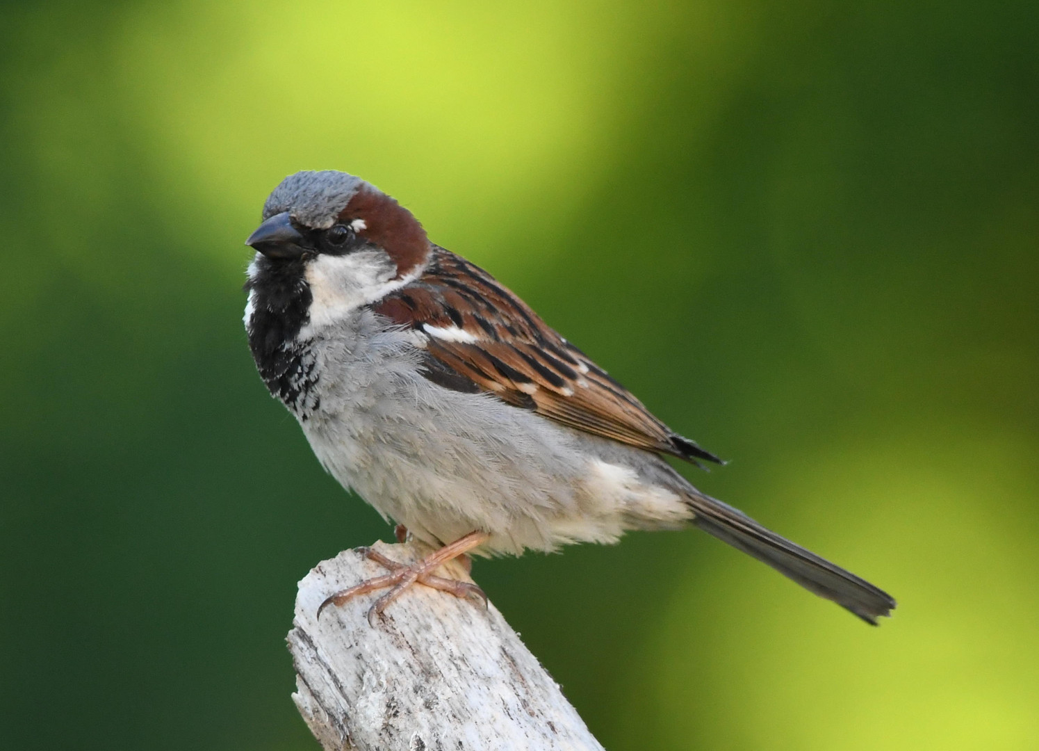 Der frühe Vogel...