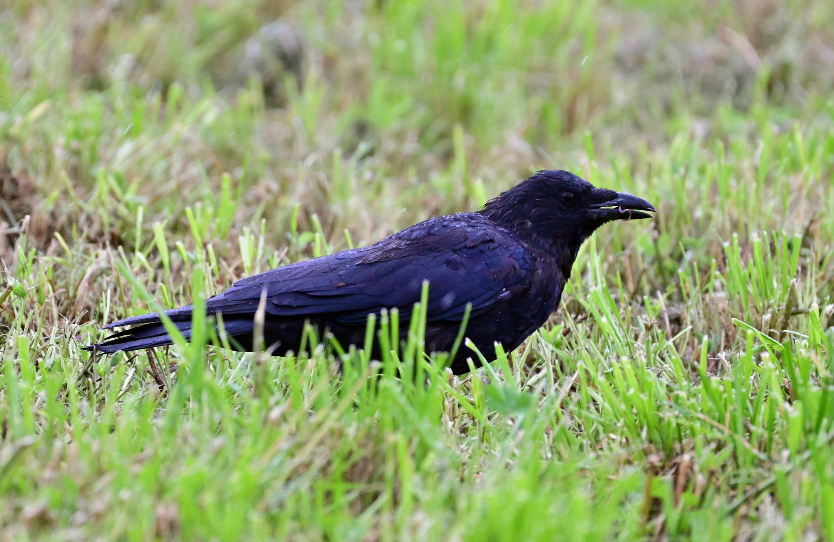 Der frühe Vogel