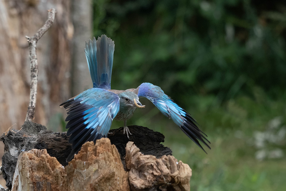 Der frühe Vogel