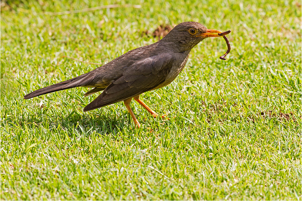 Der frühe Vogel fängt ....