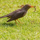 Der frühe Vogel fängt ....