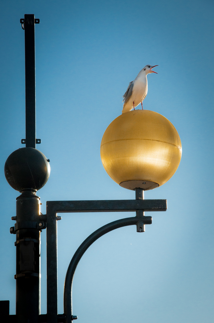 Der frühe Vogel fängt das Gold