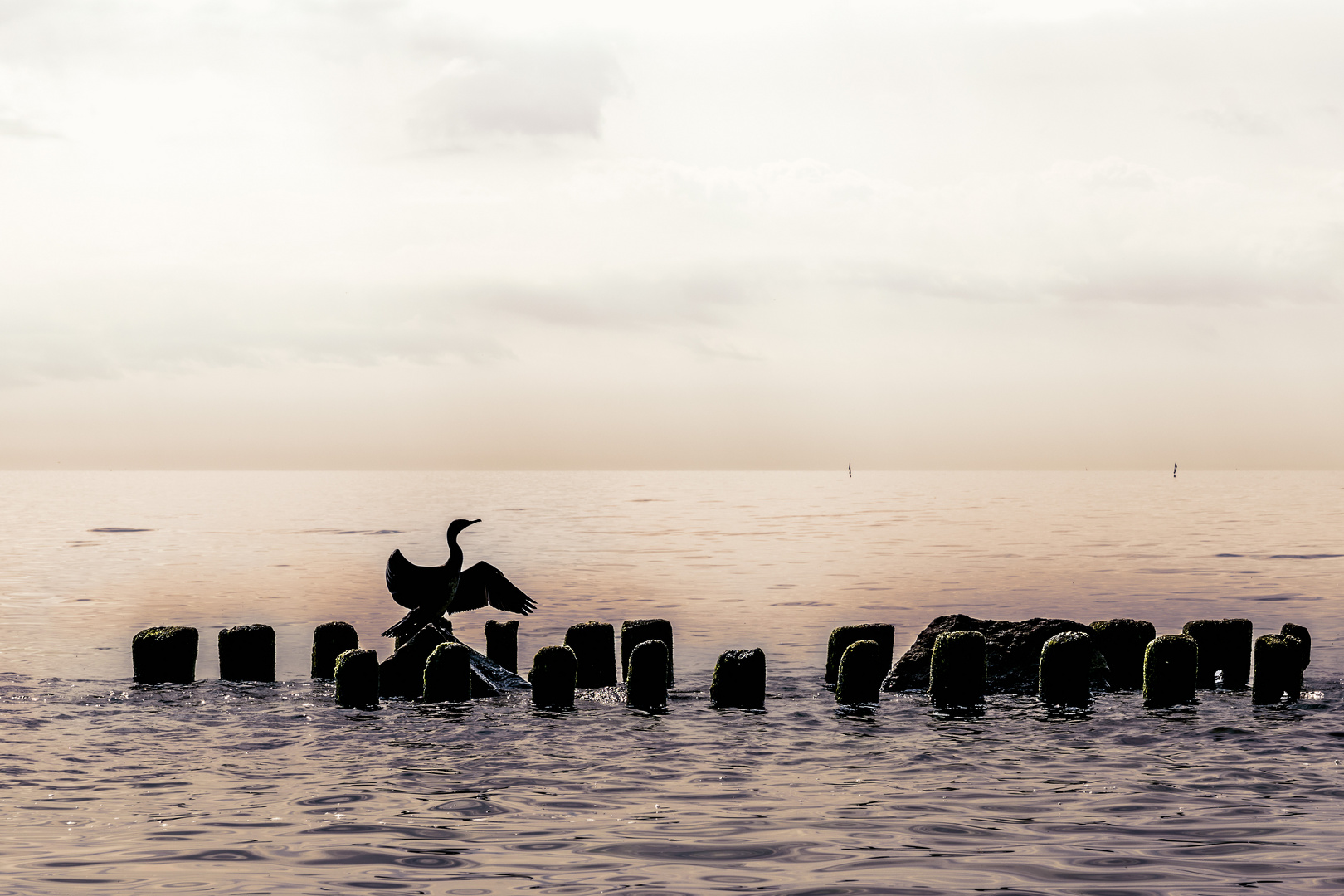 Der frühe Vogel fängt den Fisch