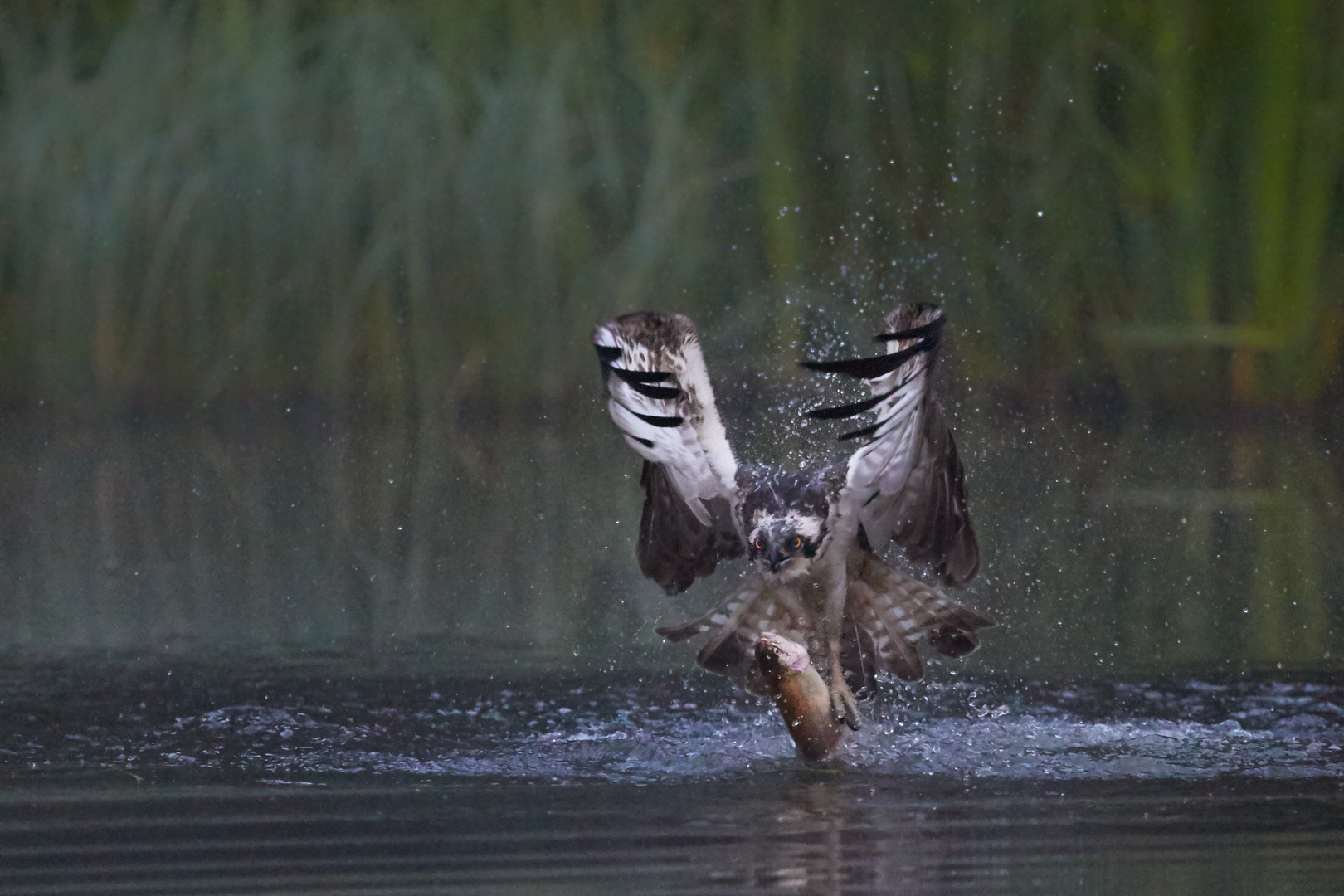 Der frühe Vogel fängt den Fisch