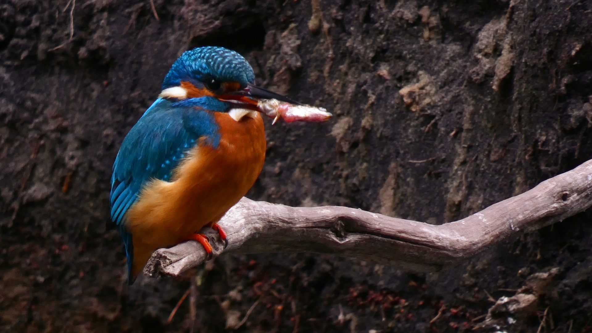 Der frühe Vogel fängt den Fisch!