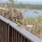 Der frühe Vogel fängt den Frosch