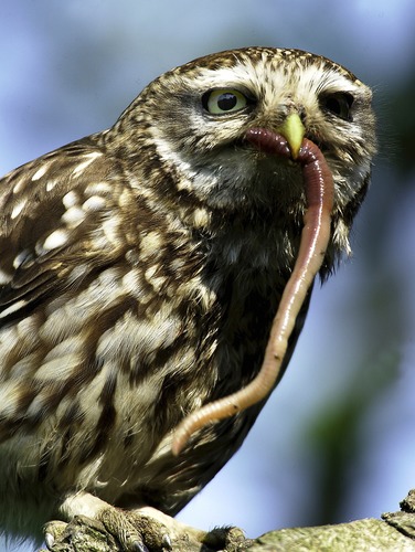 Der frühe Vogel fängt den späten Wurm