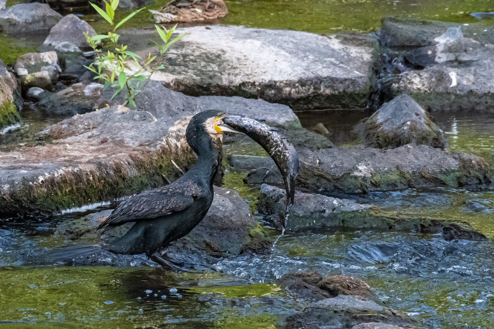 " der frühe Vogel fängt den Waller " 