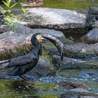 " der frühe Vogel fängt den Waller " 