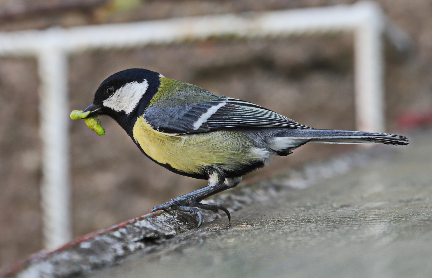 Der frühe Vogel fängt den Wurm...