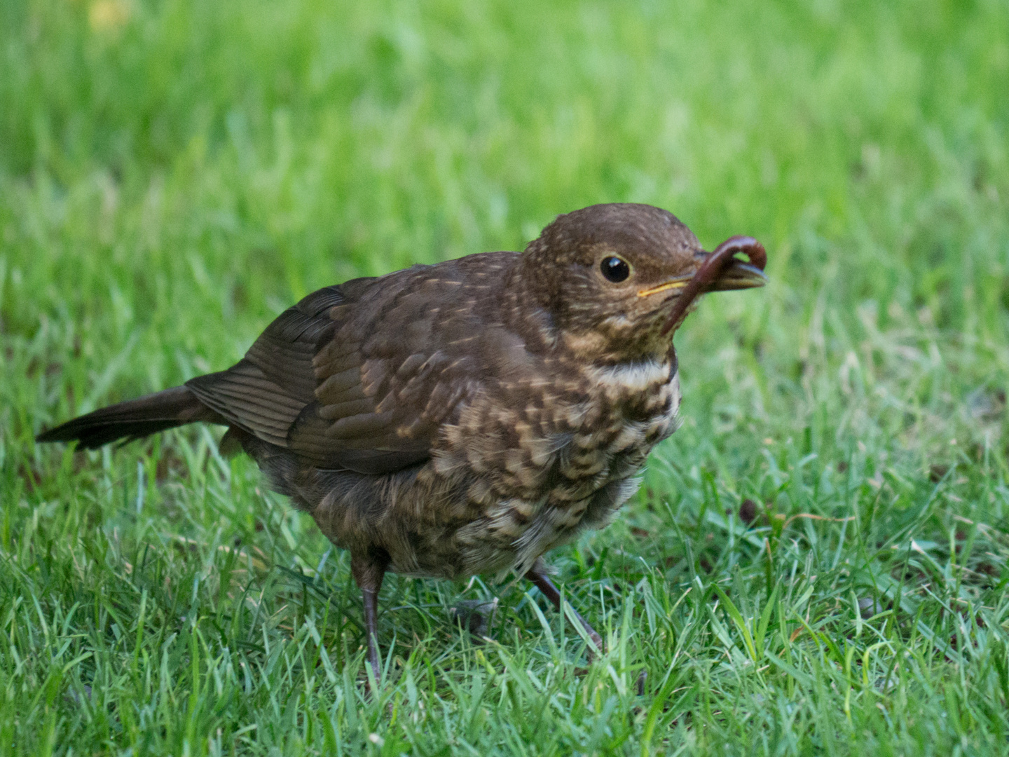 Der frühe Vogel fängt den Wurm!