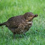 Der frühe Vogel fängt den Wurm!