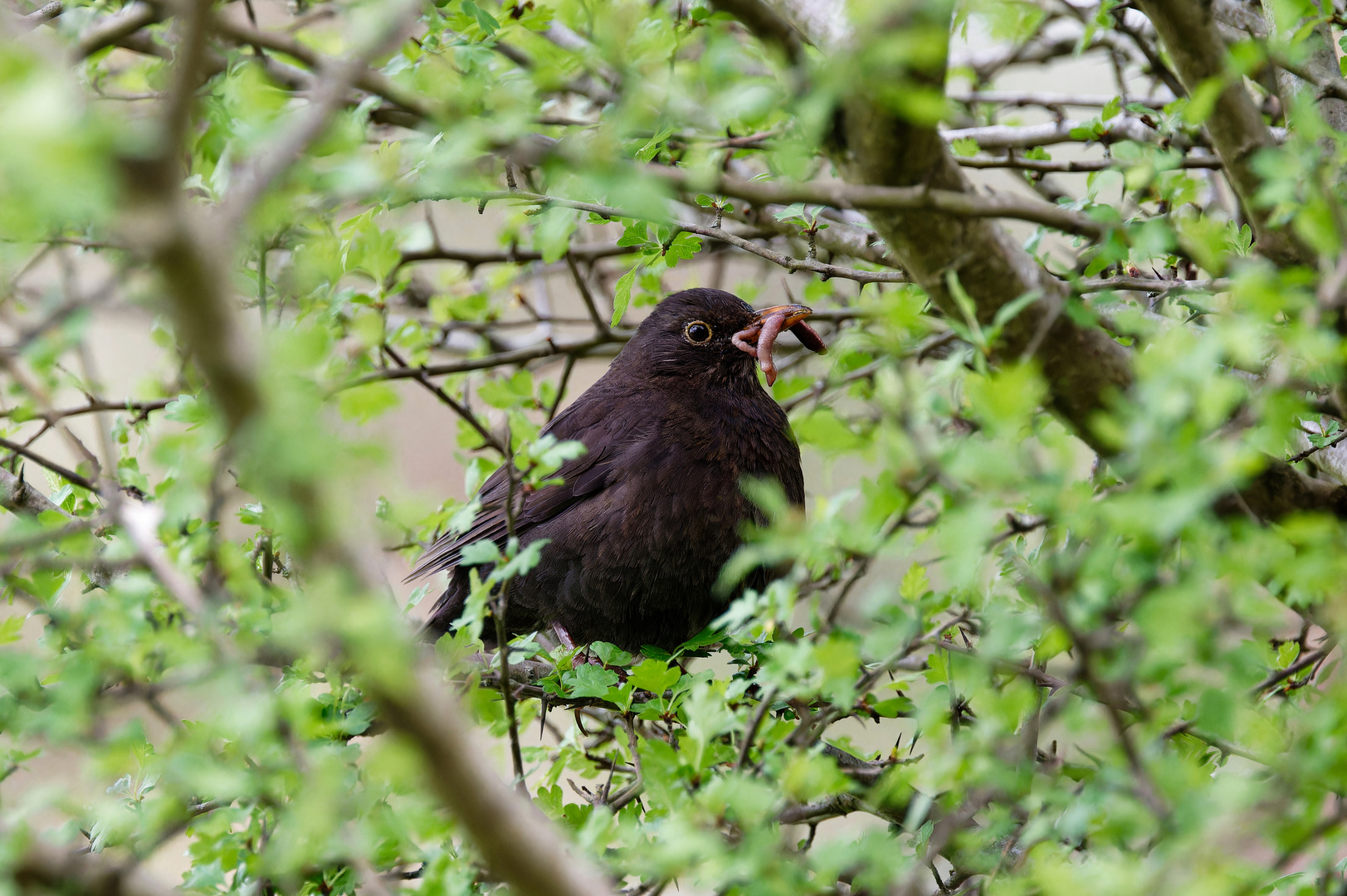 Der frühe Vogel fängt den Wurm: Wann und wie Sie Ihr Kind im Kindergarten anmelden!
