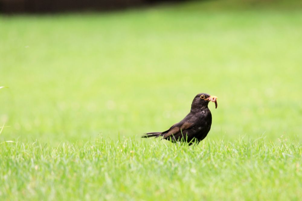 Der Frühe Vogel Fängt Den Wurm Alternative www.fotocommunity.de