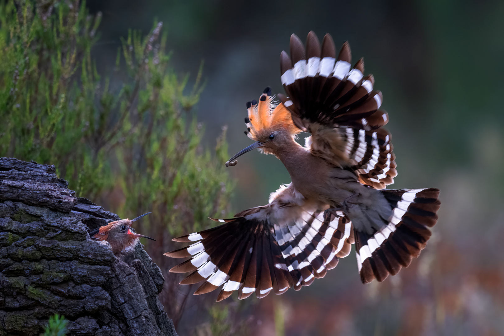 Der frühe Vogel fängt den Wurm