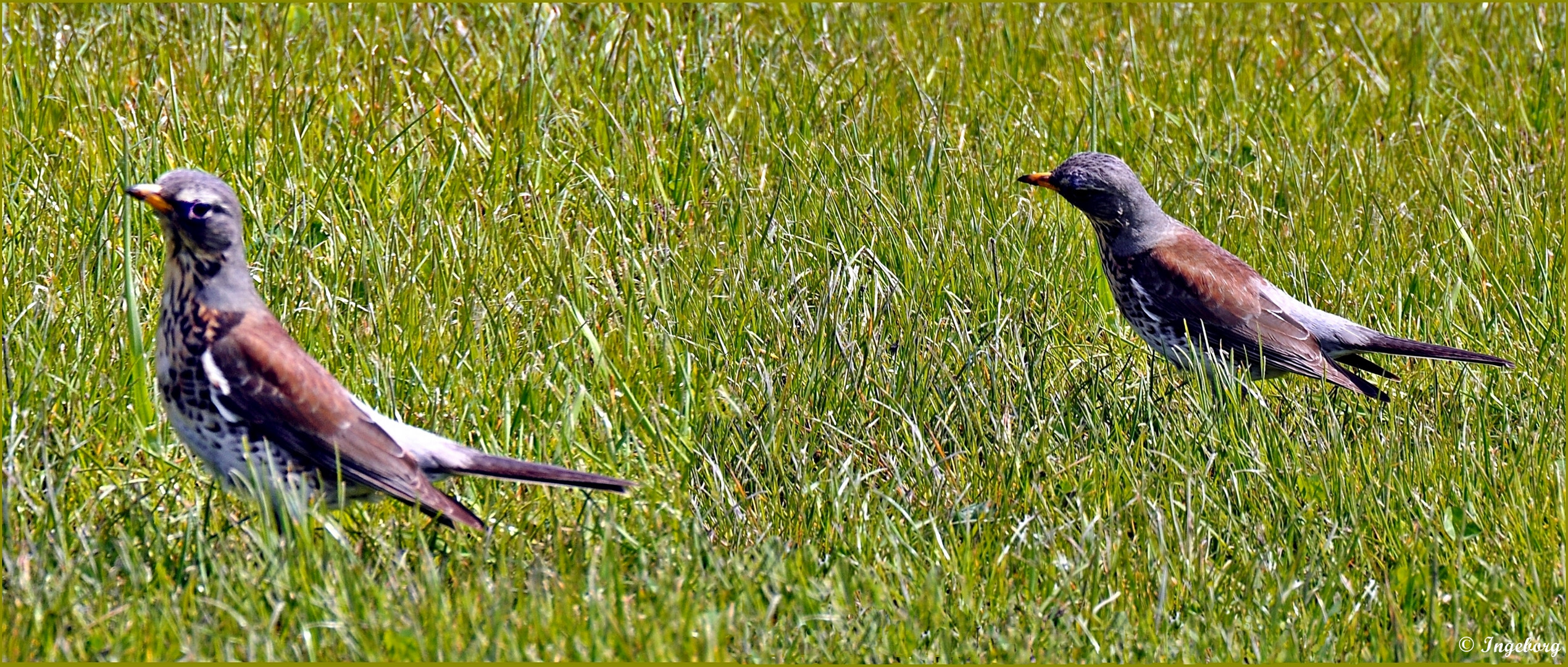 Der frühe Vogel fängt den Wurm