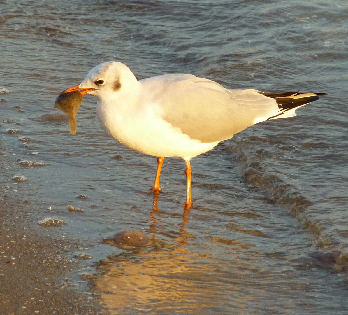 Der frühe Vogel fängt den Wurm? Foto & Bild | sonnenaufgang, ostsee ...