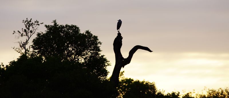 Der frühe Vogel fängt den Wurm