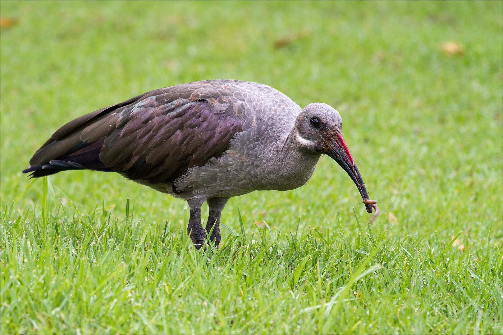 Der frühe Vogel fängt den Wurm :-)