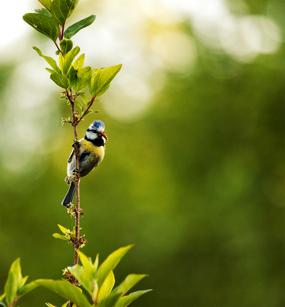 Der frühe Vogel fängt den Wurm