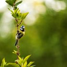 Der frühe Vogel fängt den Wurm