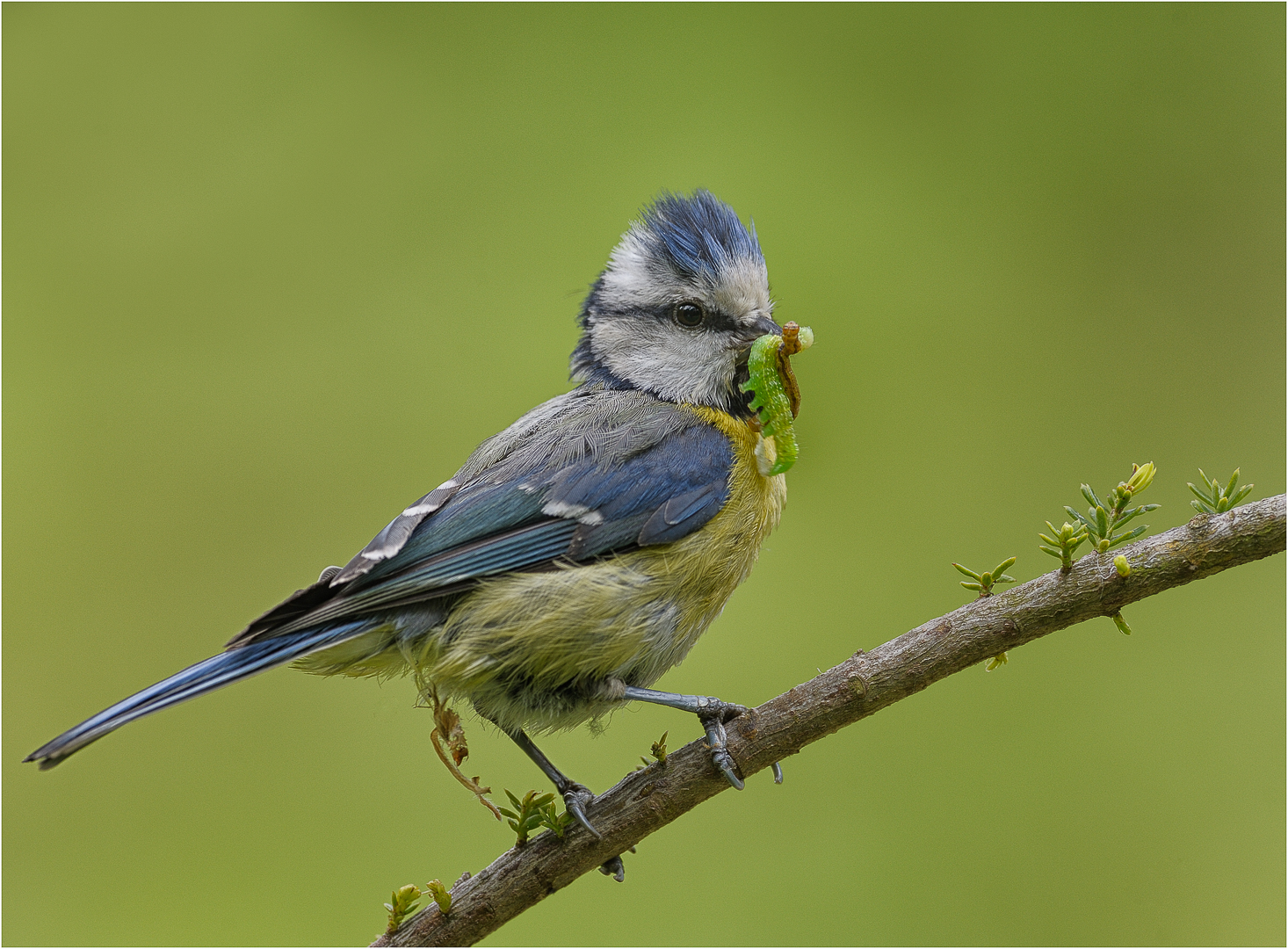 Der frühe Vogel fängt den Wurm